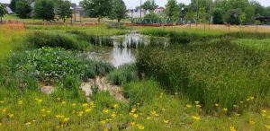 a body of water surrounded by greenery
