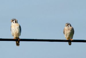 The American Kestrel, among the smallest raptors in the world, is one of the more prominent Species of Greatest Conservation Need (SGCN) in Delaware. The big brown bat (below) is another of the state's SCGN species and, like the kestrel, also struggling elsewhere as well with misfortune such as White-nose Syndrome having stricken North America's bat population. /DNREC photos