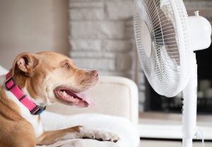 Dog in front of fan while lying on sofa.