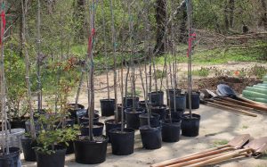 trees await planting as part of the Tree for Every Delawarean Initiative